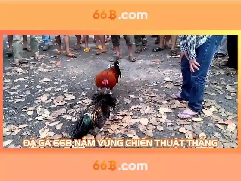 66b là gì?
