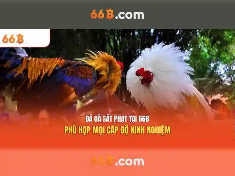66b: Khái niệm và vai trò trong công nghệ hiện đại
