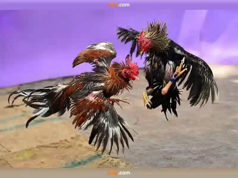 66b hentai – chu de tong quan va gia tri cot loi