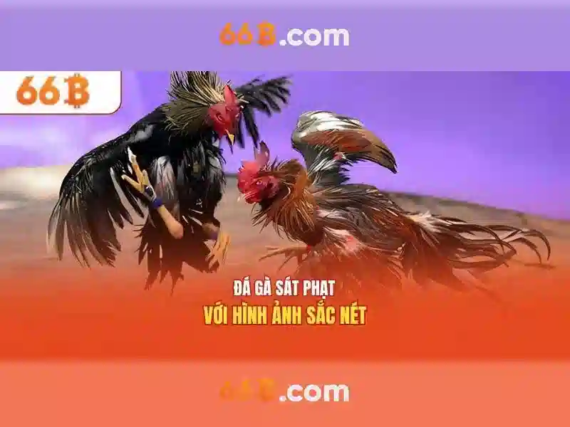 66b chính thức – Tóm lược chủ đề và giá trị cốt lõi