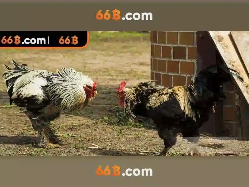 Giới thiệu về 66B