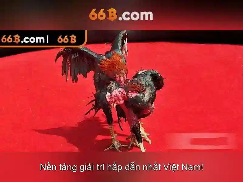 66B là gì và ứng dụng