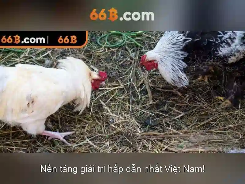 Kết luận và tương lai
